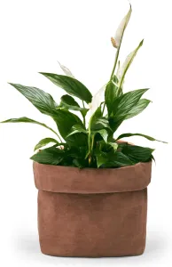 Todo Bag Philippi High Brown 226019